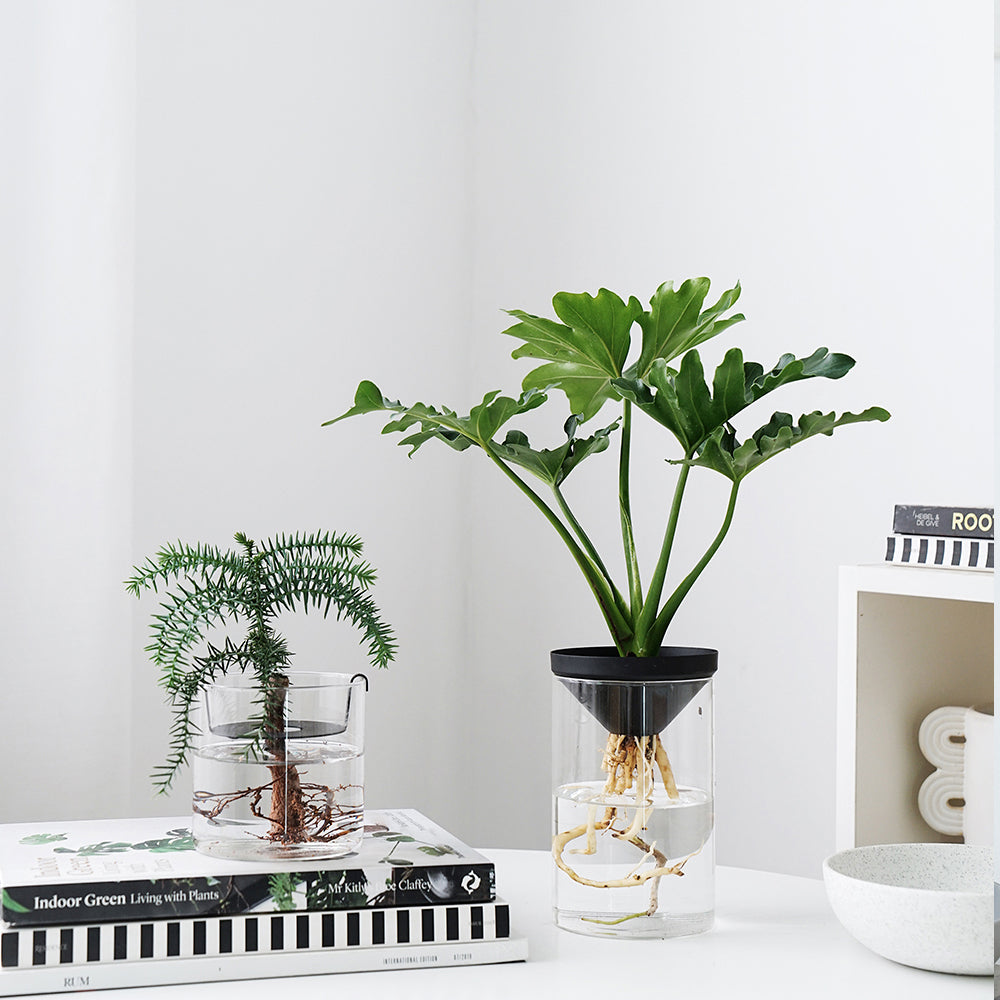 Water Plants for Office