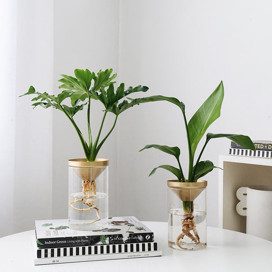 Water Plants for Office