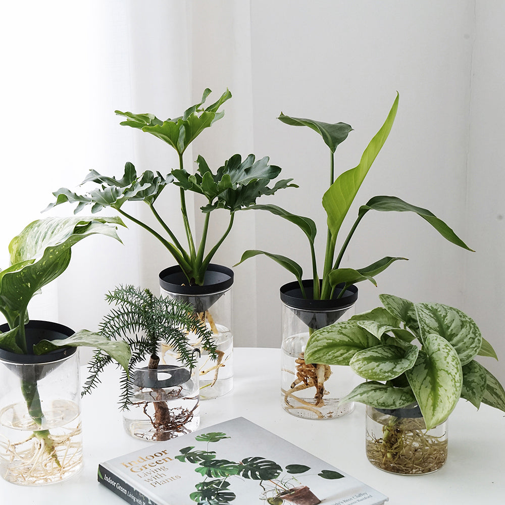 Water Plants for Office