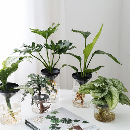 Water Plants for Office