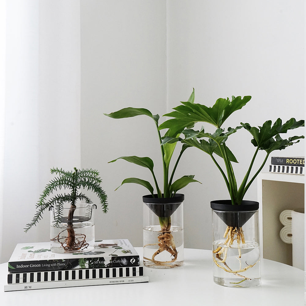 Water Plants for Office