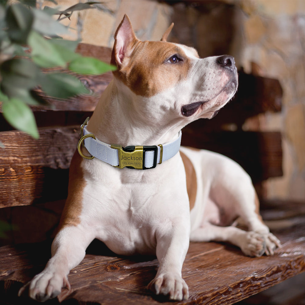 Pet Luminous Collar