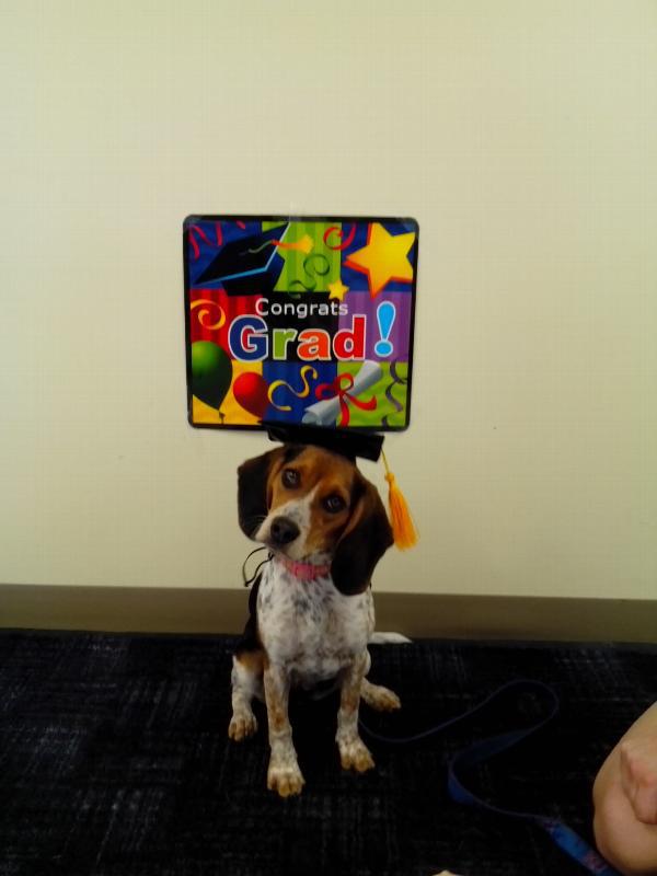 Pet Graduation Cap