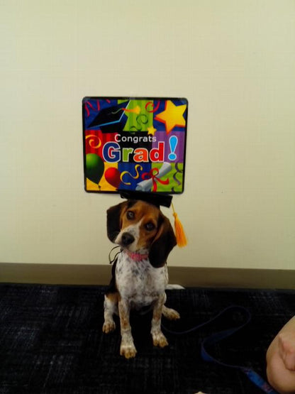 Pet Graduation Cap