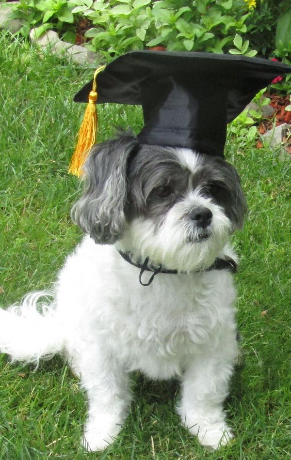 Pet Graduation Cap