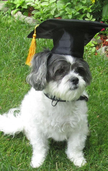 Pet Graduation Cap